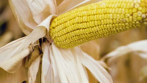Field of ripe corn. Close-up of one ear of corn growing on stalk. Slow motion HD Stock Footage 96426277