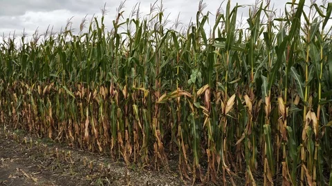 Field with ripe corn on cloudy summer day Stock Footage 122131449