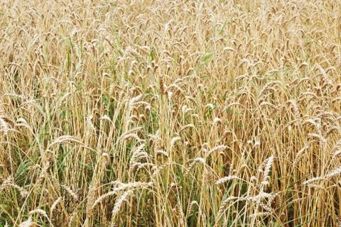 Field of ripe corn crops Foto stock