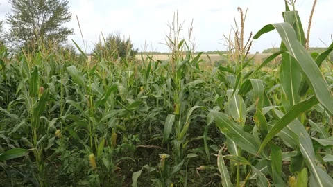 Field With Ripe Corn, The Cultivation Of Crops, Swaying In The Wind. Stock Footage 84102314