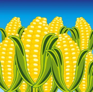 Field of the ripe corn Stock Illustration