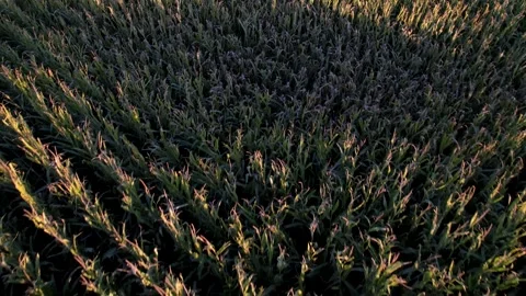A field of ripe corn at sundown seen from a drone at low altitude. Agricult.. Stock-Footage 289672322