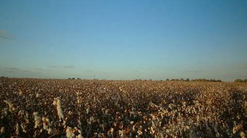Field of ripe cotton under sunset sky Stock Footage 92347005