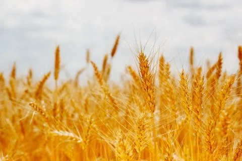 Field ripe ears of wheat Foto stock