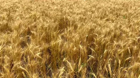 A field with ripe ears of wheat sways in the wind. slow motion video Stock Footage 194998634