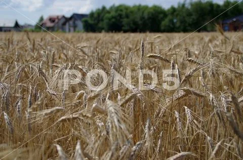 Field of ripe grain and farm Stock Photos