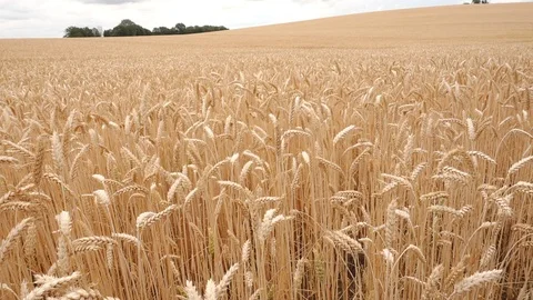 Field of ripe grain Stock Footage 116783318