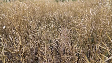 A field of ripe rapeseed. Dried stems and pods Stock Footage 342112048