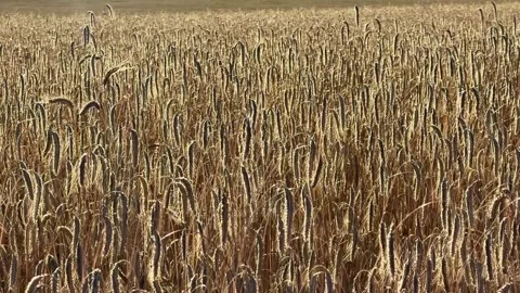 A field of ripe rye in backlight swaying in the wind Ystad Municipality, Skane Stock Footage 341832398