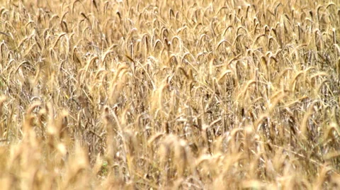 Field Of Ripe Rye Stock Footage