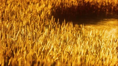 The field of ripe rye at sunset Stock Illustration