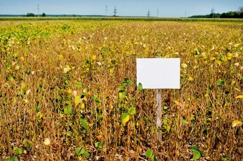 Field of ripe soybeans with pointers, yellow leaves, withered stems, harvest  Stock Photos