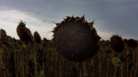Field of ripe sunflower Video stock 95723765
