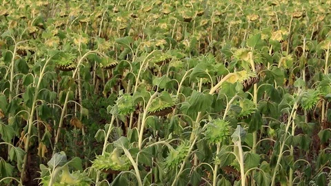 Field of ripe sunflower Video stock 101012109