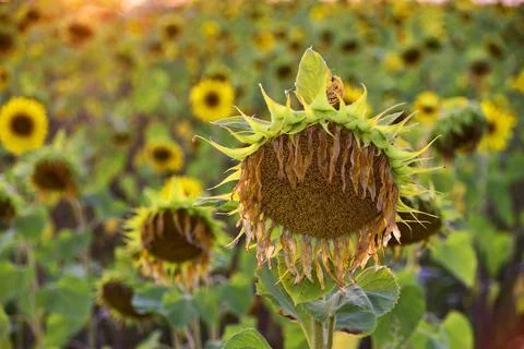 A field of ripe sunflowers in the rays of the setting sun. Stock Photos