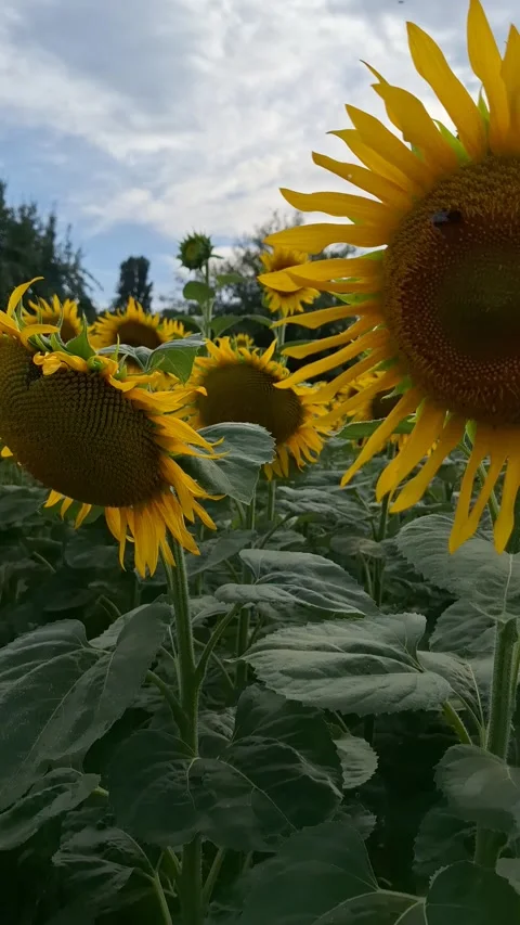 Field of ripe sunflowers by sunset. Video stock 339734175