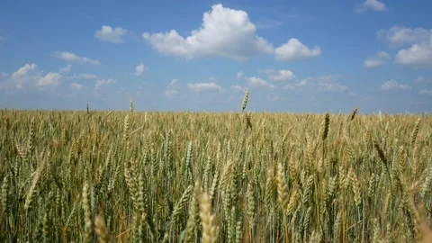 Field of ripe wheat on a background of blue sky with clouds Stock Footage 133362423