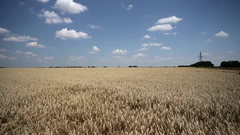 A field of ripe wheat on the background of a blue sky with clouds Stock Footage 201850503