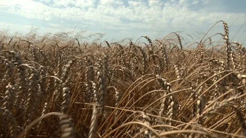 Field of ripe wheat close-up. Video stock 321828876