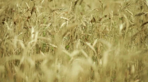  Field of ripe wheat ears Stock Footage 53064318