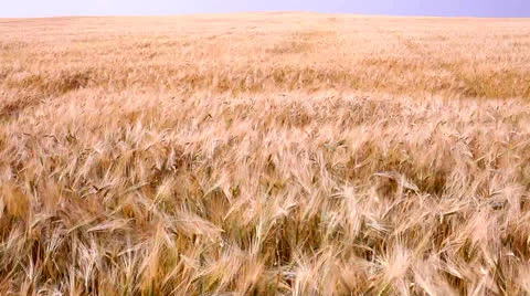 Field of ripe wheat Video stock 26145412