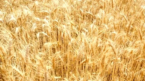 Field of ripe wheat Stock Footage 82922389