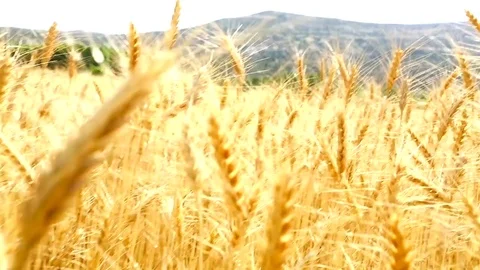 Field of ripe wheat Vidéo 82922464