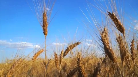 Field of ripe wheat Vidéo 82922481