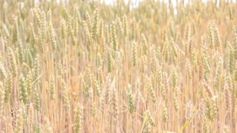Field of ripe wheat Stock Footage 85048068