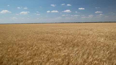 Field of ripe wheat Video stock 95720480