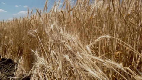 Field of ripe wheat 库存影片 95720520