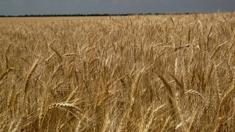 Field of ripe wheat Video stock 95720560