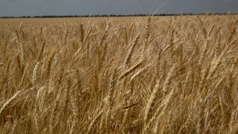 Field of ripe wheat Video stock 95720628