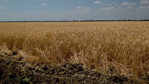 Field of ripe wheat Video stock 95720698