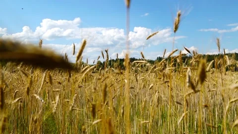 Field with ripe wheat Stock Footage 96194793