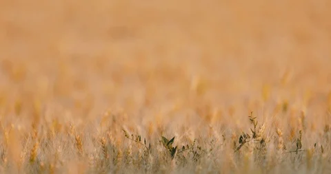 Field with ripe wheat Stock Footage 111392876