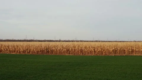 Field with ripe wheat next to winter crops in autumn Stock Footage 166156567