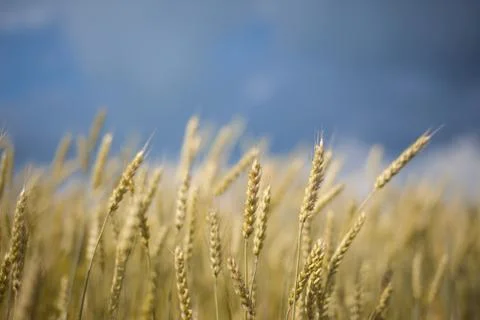 Field of ripe wheat Stock Photos