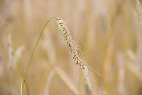Field of ripe wheat Stock Photos