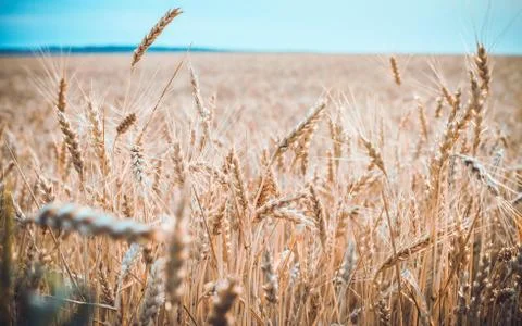 Field of ripe wheat Stock Photos
