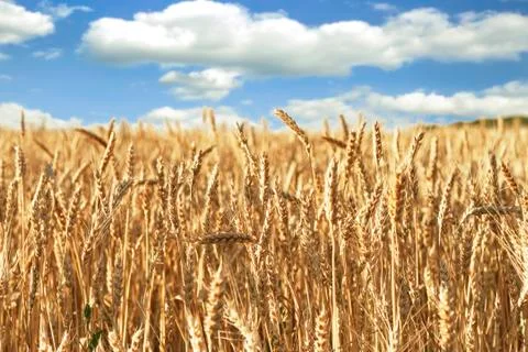 Field of ripe wheat Stock Photos