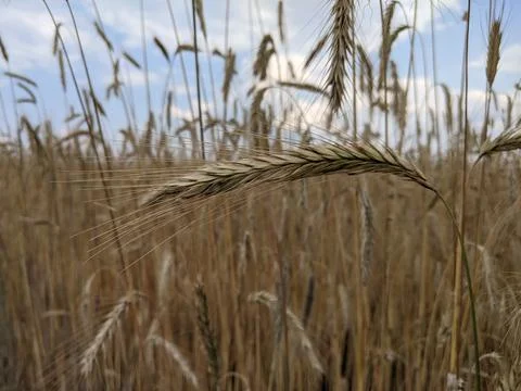 Field of ripe wheat Stock Photos