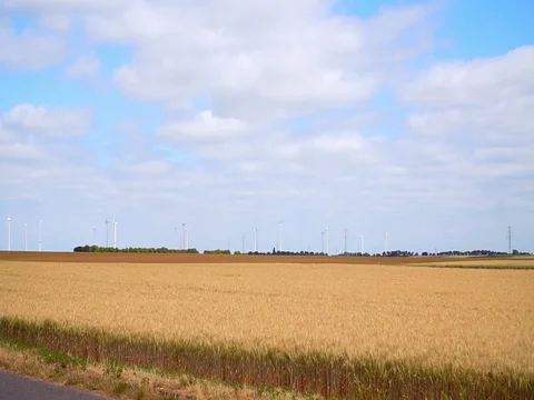 Field with ripe wheat with the sky Stock Footage 78812336