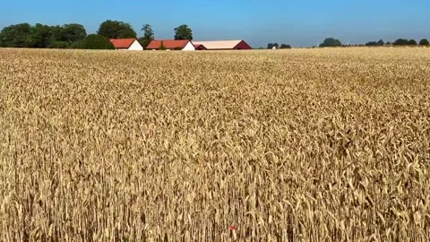 A field of ripe wheat swaying in the wind, with a farm in the background, in Video stock 341832357