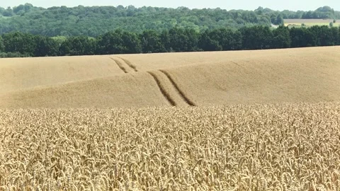 Field of ripe wheat with technological track Stock Footage 145255659