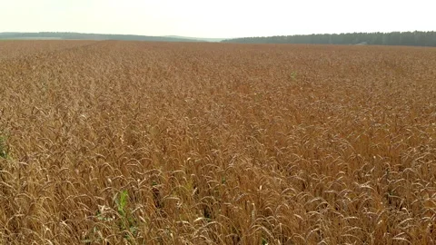 Field with ripe wheat waved by light wind against forests Stock Footage 139442407