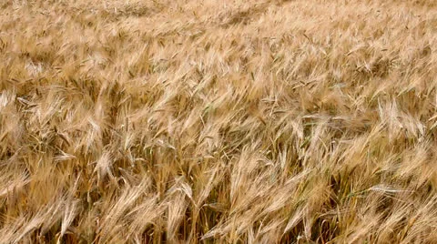 Field of ripe wheat in the wind Video stock 26145468