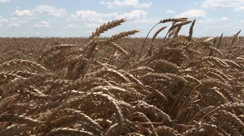 FIELD OF RIPE WHEAT IN THE WIND Stock Footage 39818092