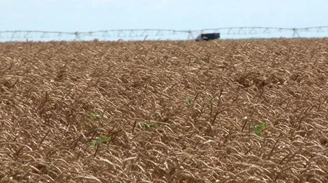 FIELD OF RIPE WHEAT IN THE WIND Stockbeeldmateriaal 39818258
