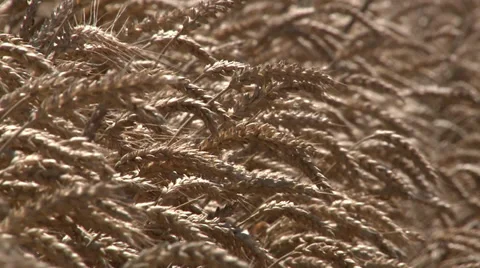 FIELD OF RIPE WHEAT IN THE WIND Stock Footage 39818260
